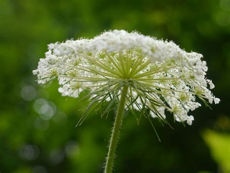 Queen Annes Lace Identify That Plant