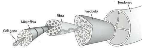 Lesiones De Tend N Cuales Son Sus Diferentes Tipos Y Su Recuperaci N