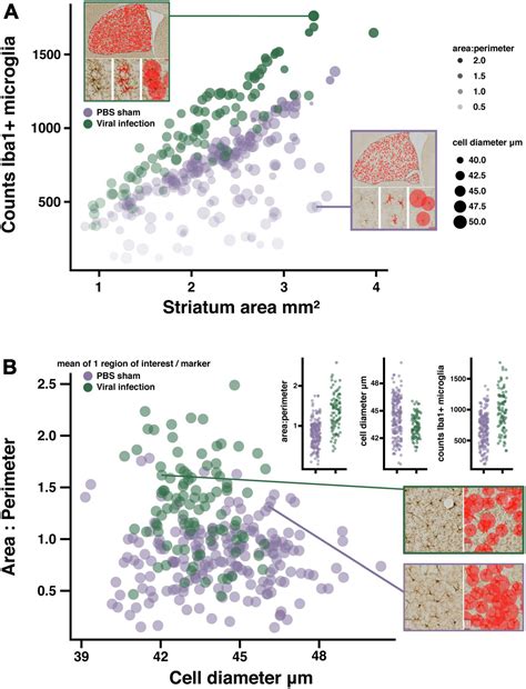 Frontiers A Novel Automated Morphological Analysis Of Iba Microglia