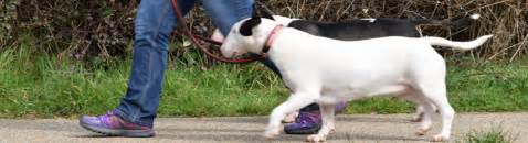 Kay 9 Dog Training | Fun, Friendly & Force-Free