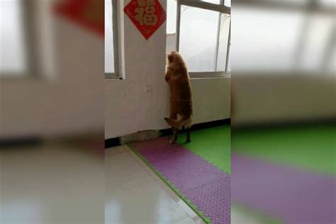 原来狗狗也喜欢看热闹狗狗