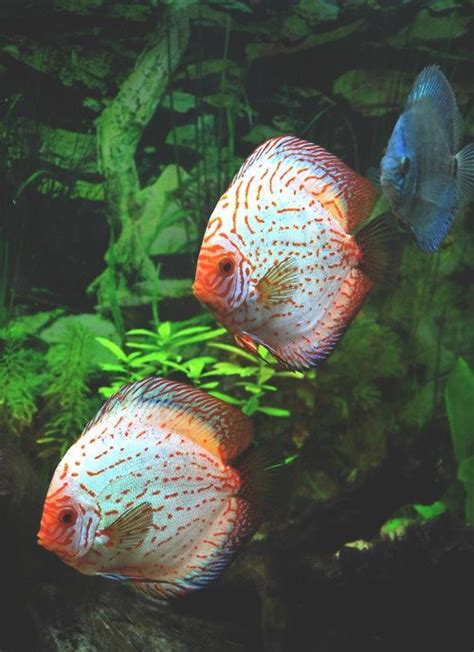 Rainbow Discus Fish Fish Discus Fish Rainbows Fish Aquarium