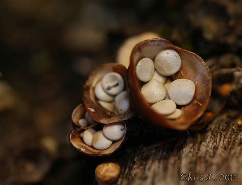 Cyathus Stercoreus Mar A Jes S Lopezb Flickr