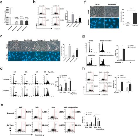 Apoptosis Following Survivin Depletion Is Associated With Abnormal