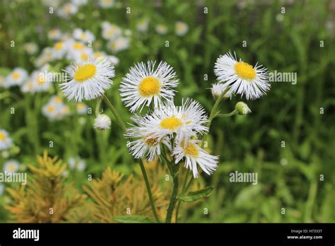 White Petals With Yellow Center Hi Res Stock Photography And Images Alamy