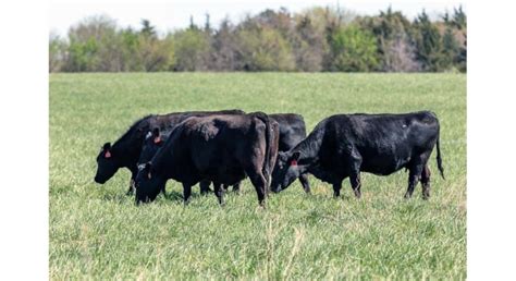 Cattle Chat Transitioning To Grass Morning Ag Clips