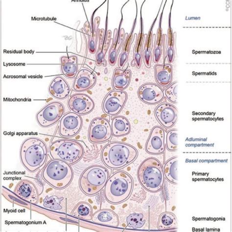 2 Seminiferous Tubule A Cross Section Of The Germinal Epithelium In