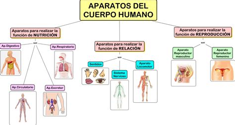 1 Los Aparatos Del Cuerpo Humano