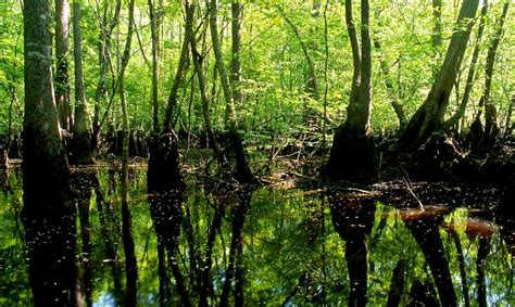 Edisto River - American Rivers