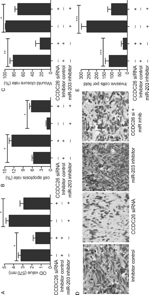 CCDC26 SiRNA Neutralizes The Role Of MiR 203 On Cell Viability And