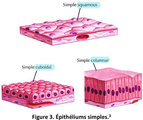 Histo Epithelium Cartes Quizlet