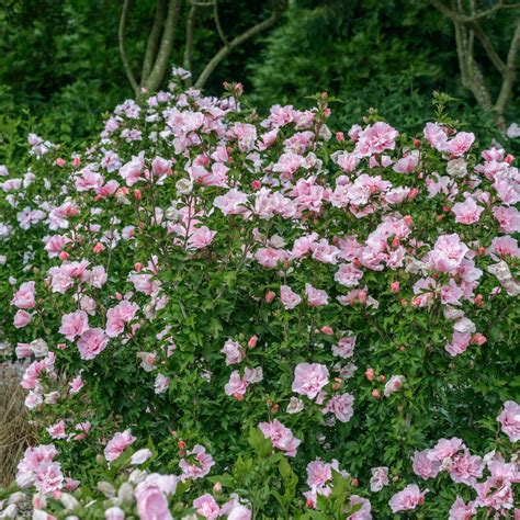 Ketmia Syryjska Pink Chiffon Hibiscus Syriacus Pink Chiffon