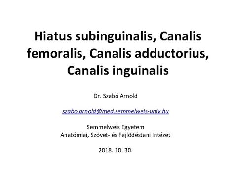 Hiatus Subinguinalis Canalis Femoralis Canalis Adductorius Canalis Inguinalis