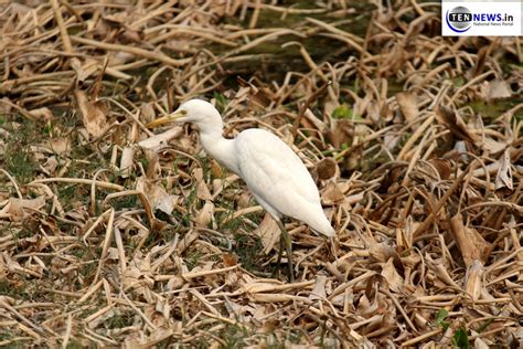 Photo Highlights of Surajpur Bird Sanctuary