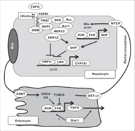 Mechanisms Of Bile Acid Feedback Inhibition Of Bile Acid Synthesis