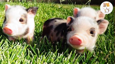 Baby Mini Pig Pet | Pets Animals US