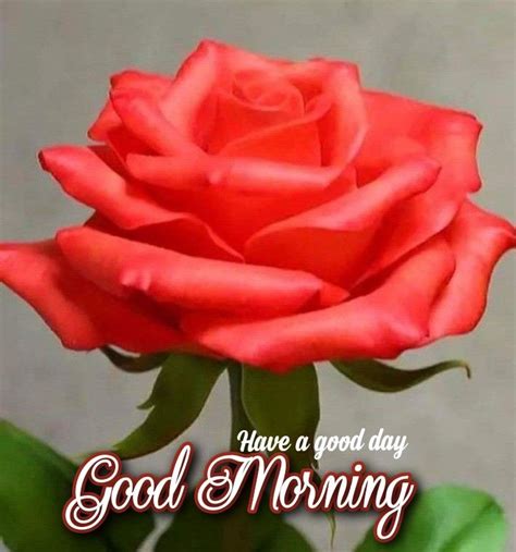 Pin De Vimla Praisy En Good Morning 🌄