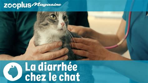 La diarrhée chez le chat Comment y remédier YouTube