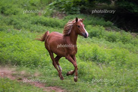 走る馬 写真素材 5394423 フォトライブラリー Photolibrary