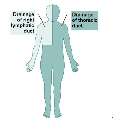 Chapter Lymphatic System Flashcards Quizlet