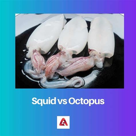 Squid Vs Octopus Difference And Comparison