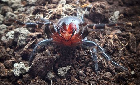 Check Out This Bizarre Mutant Spider That’s Just Been Discovered Down Under Sick Chirpse