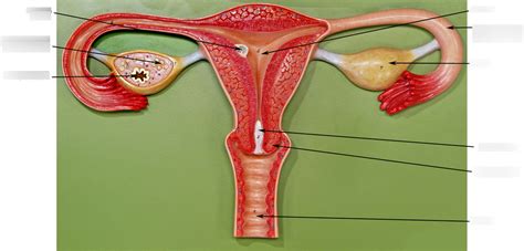 Internal Cervical Os Model Canal