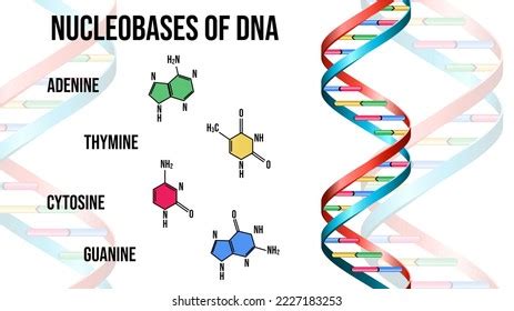 Nucleobases Dna On White Background Illustration Stock Illustration ...