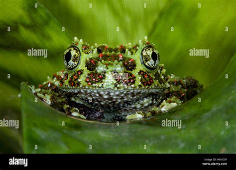 Aquatic Reptiles Hi Res Stock Photography And Images Alamy