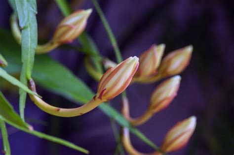 Cactus De Tubo Holand S O Princesa De La Noche Reina De La Noche