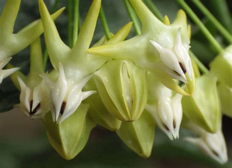 Hoya Multiflora Plant Ultimate Care Guide Garden Biology