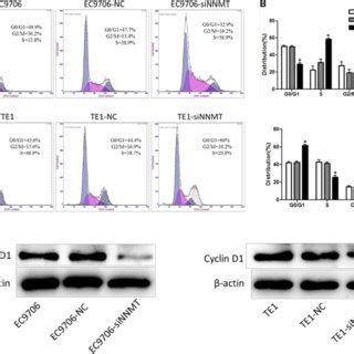 Knockdown Of NNMT Expression Inhibits Cell Viability And Proliferation