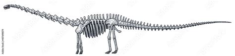 Diplodocus skeleton, illustration, drawing, engraving, ink, line art ...