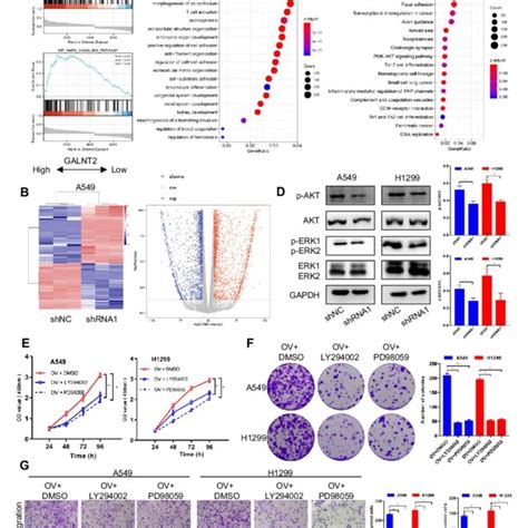 The PI3K Akt And MAPK ERK Pathways Can Be Regulated By GALNT2 In NSCLC