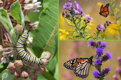 Monarch Butterfly Milkweed Plant