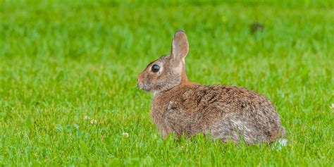 Rabbits Aerations Only