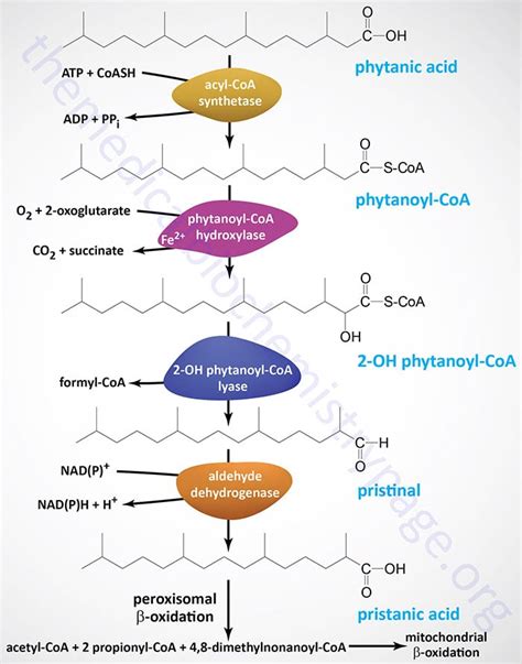 Fatty Acid Oxidation Pathway