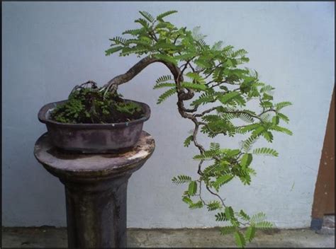 Tips Bagaimana Cara Membuat Bonsai Pohon Asem Yang Paling Mudah Bibit