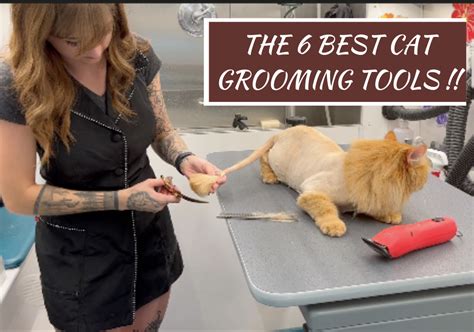 The 6 Best Cat Grooming Tools Alex S Paw Spa