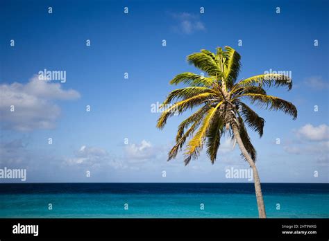 Palm Tree On The Blue Sky And Azure Sea Background Stock Photo Alamy