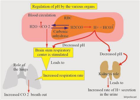 Acid Base Balance Part 2 Introduction Of Acid Base Balance