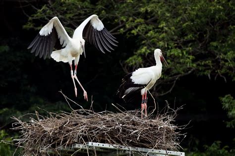 コウノトリ 季節の野鳥