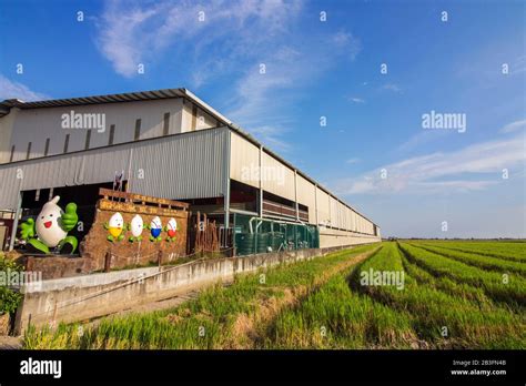 The Paddy Processing Factory Gallery Is One Of The Attraction Of