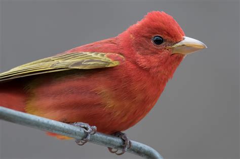 Summer Tanager Male Spring Jeremy Meyer Photography