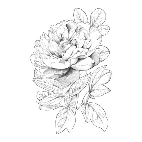 Peony flower drawing - Vanessa Dubois - Flowers illustration