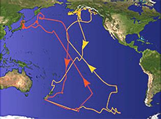 TerraNature | Sooty shearwater migration