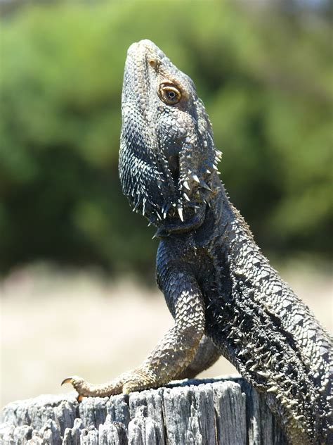 Dragon Lézard Reptile Photo gratuite sur Pixabay Pixabay