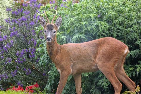 Roe Deer Scottish Highands Scotland Stock Photo Image Of Brown