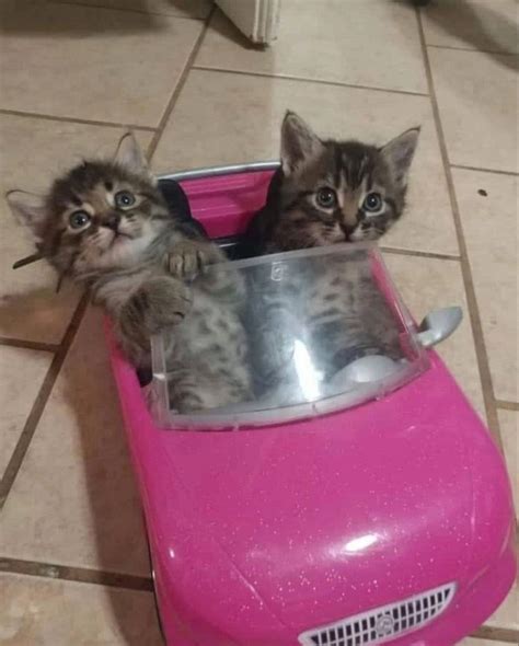 Котики на машине | Süße tiere, Katzen, Tiere