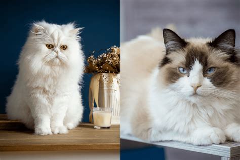 Persian Ragdoll Mix Cat Traits Of This Unique Cat Breed